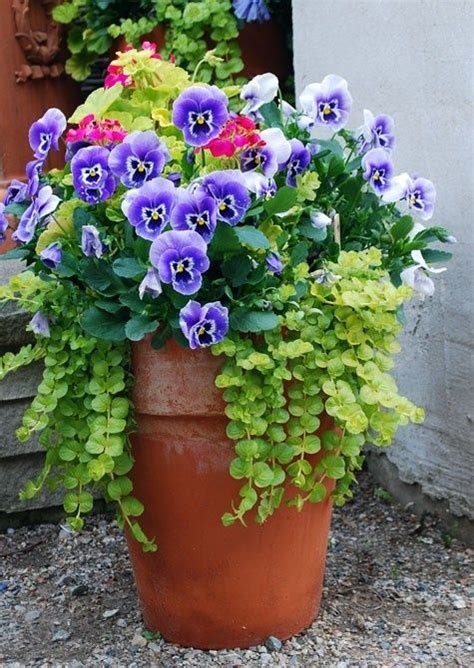 17 Best Images About Potted Pansy Passion On Pinterest Container