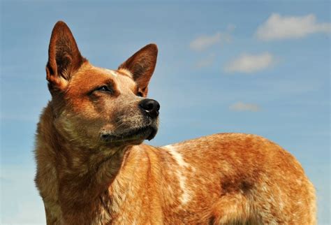 How Big Do Red Heeler Dogs Get Petsoid