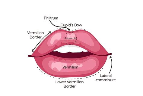 Human Lips Anatomy