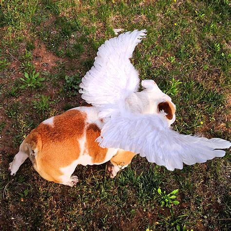Dog Angel Wings Costume Fairy Ornament Feather Wing