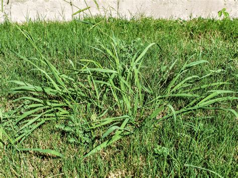 How To Get Rid Of Crabgrass Crabgrass Control And Prevention