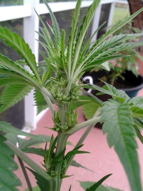 How To Tell Male And Female Weed Plants Early Riddles Time