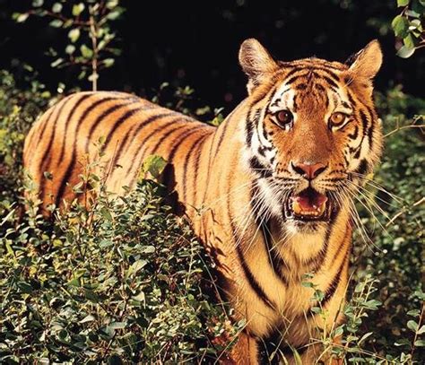 Tigers Bing Images Wildlife Museum Animals