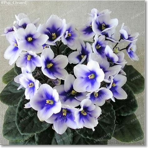 African Violet Plant For Sale Only 3 Left At 75