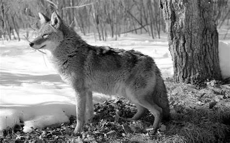 Grayscale Forest Wolf Snow 1920x1200