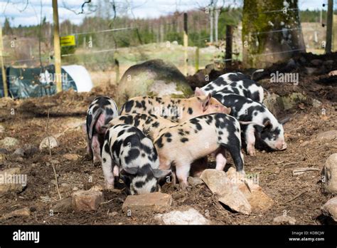 Cute Baby Pigs Hi Res Stock Photography And Images Alamy