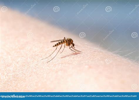 Mosquito Blood Sucking On Human Skin Stock Image Image Of Infect
