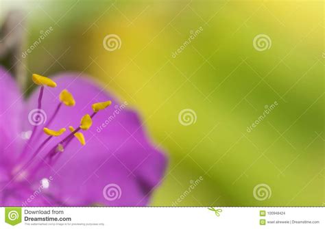 Extreme Close Up Of A Colourful Flower Stamen And Stigma Stock Photo