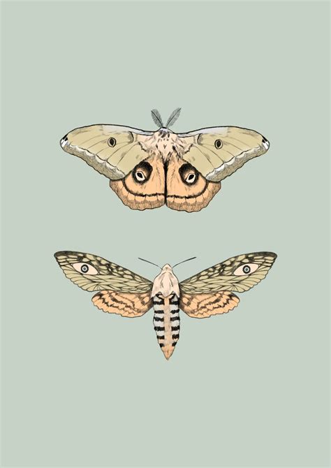 Moths By Illustrator Emma Martschinke Illustration Illustrator
