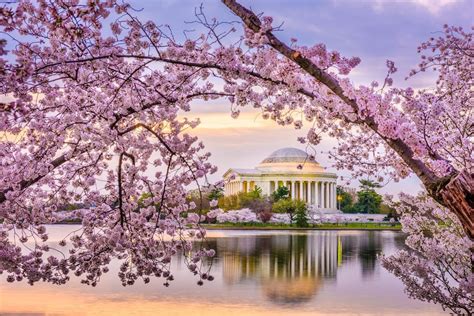 Where To Stay Eat And Play Your 2023 Guide To Cherry Blossom Season In Washington D C