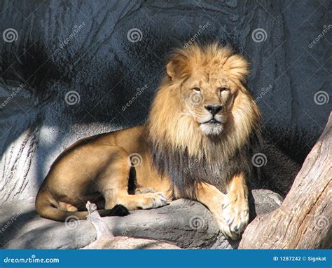 Lion In The Sun Stock Photo Image Of Domain Thoughtful 1287242