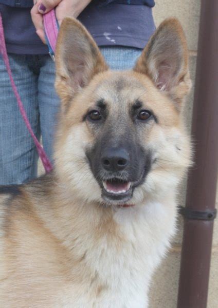 Lizzy 11 Month Old Female German Shepherd Dog Available For Adoption