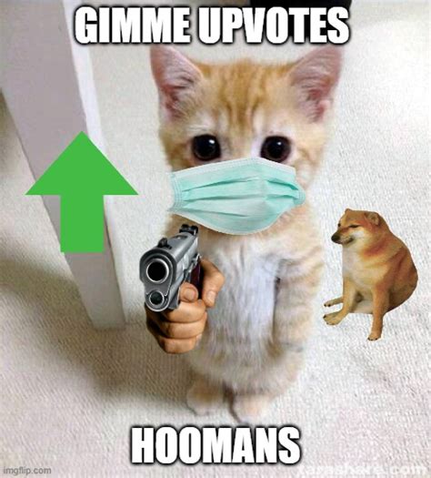 Cat Holding Gun Meme