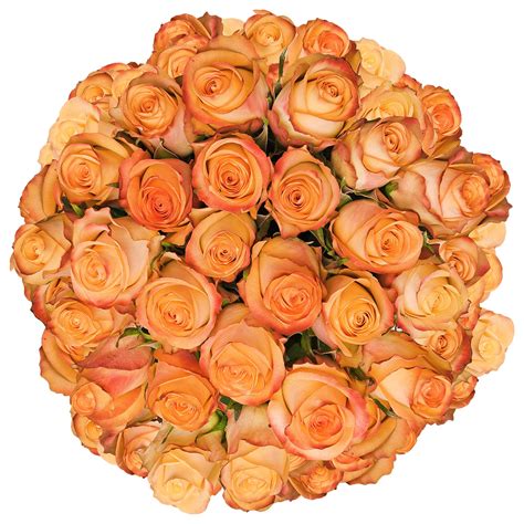 Fresh Cut Peach Roses 20 Pack Of 100 By Inbloom Group