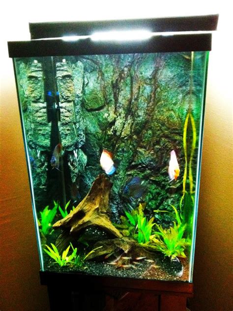 Photo 2 55 Gallon Tall Discus Tank With 3d Slime Wall Bac