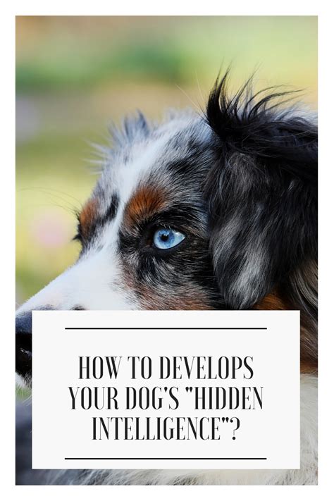 How To Develops Your Dogs Hidden Intelligence Dogs Dog Training