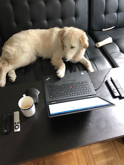 My Dog Writing Code For Me Dogswithjobs