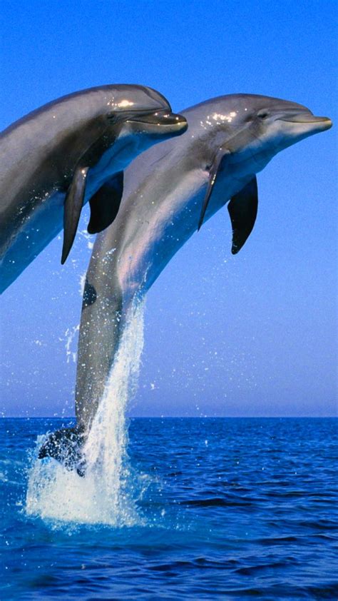 Dolphin Phone Wallpapers 4k Hd Dolphin Phone Backgrounds On Wallpaperbat