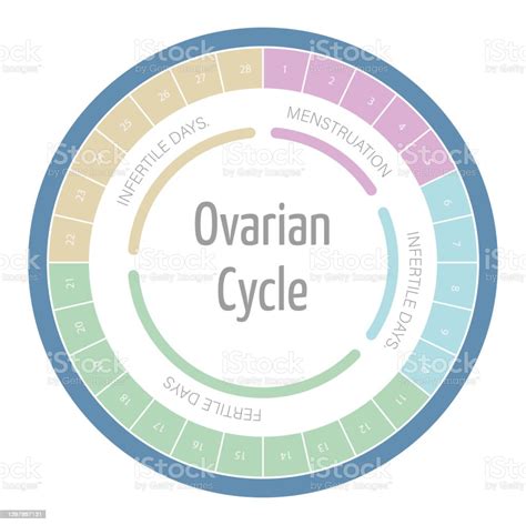 Infographic Of The Menstrual Cycle Stock Illustration Download Image