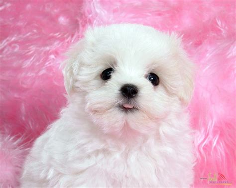 Puppies are occasionally available to show and pet homes. Baby Puppy Wallpaper - WallpaperSafari
