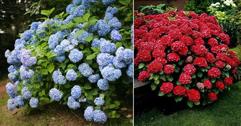 How To Change Hydrangea To The Color You Want