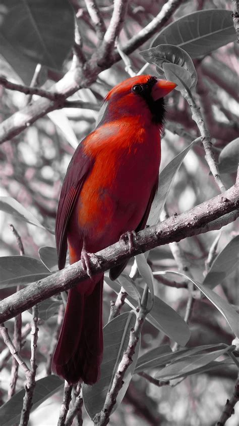 Download Wallpaper 1350x2400 Red Cardinal Bird Branch