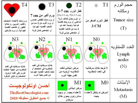 مراحل سرطان الرئة أحسن اونكولوجيست معلومات عن مرض السرطان