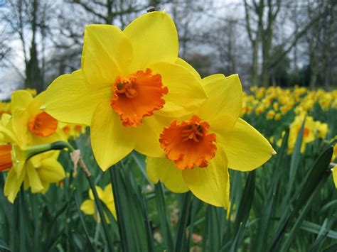 Meadow Muffin Gardens What Do Daffodils Have To Do With Narcissism