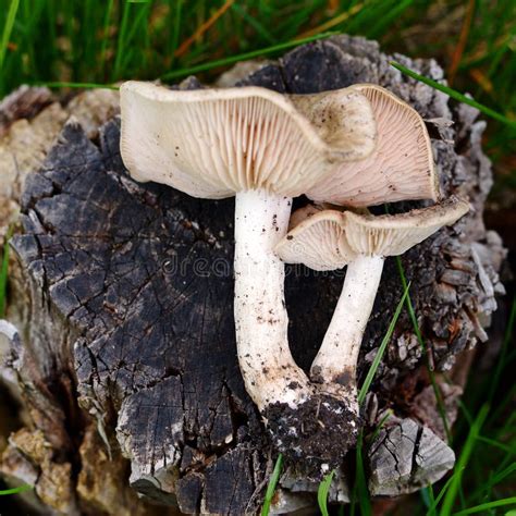 Spring Edible Mushroom On The Garden Lawn Stock Photo Image Of
