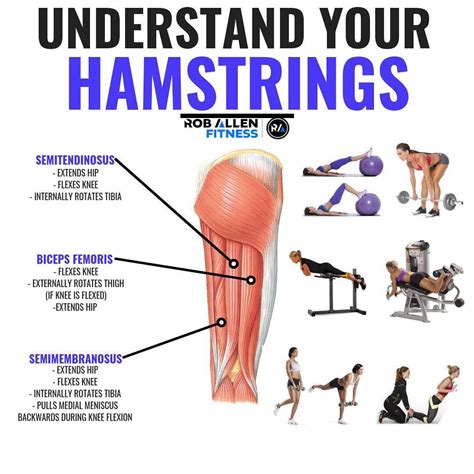 🔥understand Your Hamstrings🔥 Follow Roballenfitness For More Fitness Nutrition Info 😎 What
