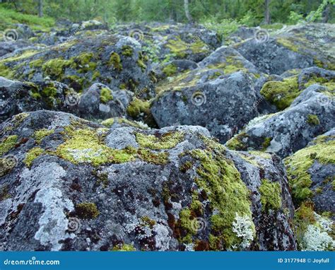 Boulders Covered In Moss Stock Photo Image Of Terrain 3177948