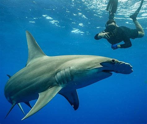 Keys Shark Diving About Us Florida Keys Shark Diving Tours