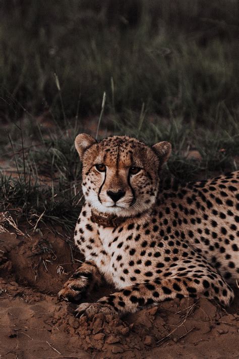 Cheetah On Brown Grass Field · Free Stock Photo