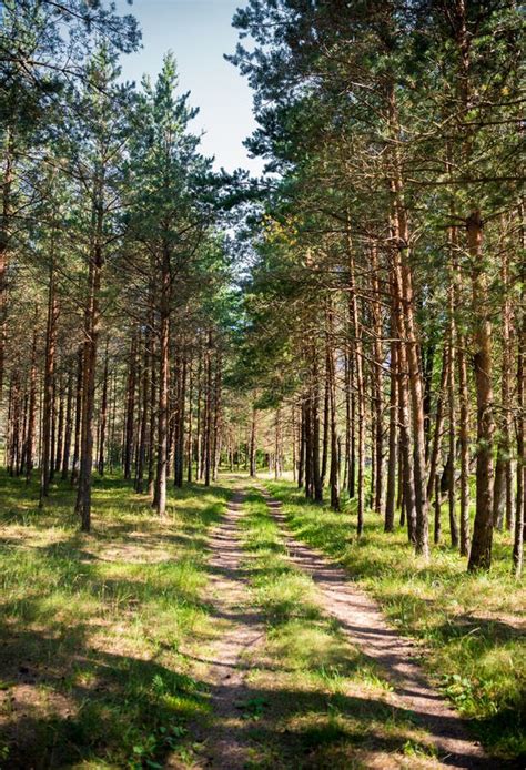 Beautiful Landscape With Path Through The Pine Forest Stock Photo