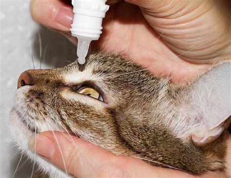 Eye herpes (ocular herpes viral infections). Feline Herpes In Cats And Kittens: Herpesvirus Symptoms ...