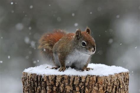 Red Squirrel In Winter Snow Stock Photo Image Of Severe Harsh 51857186