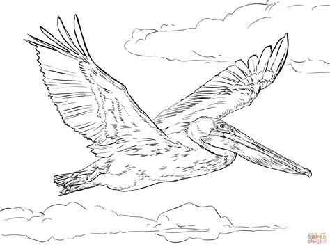 Brown Pelican In Flight Coloring Page Free Printable Coloring Pages
