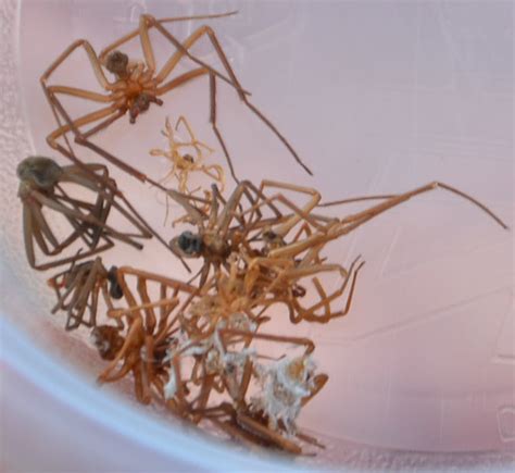 Brown Recluse Spiders Found In Apartment Home Flickr Photo Sharing
