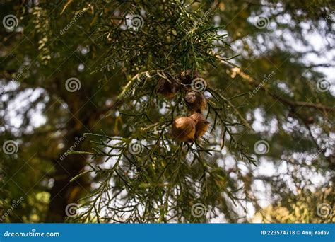 Green Mountain Pine Tree Branch With Leaves Stock Photo Image Of