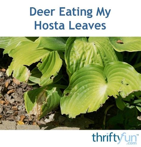 What can i put on my hostas to keep the bugs from eating them? Deer Eating My Hosta Leaves (With images) | Hostas, Eat ...