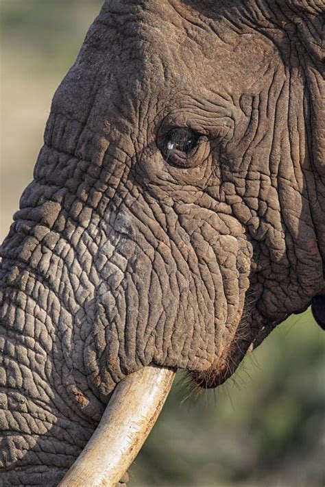 African Elephant Loxodonta Africana Stock Photo Image Of Watching