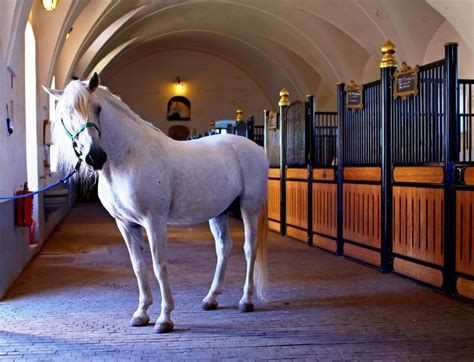Day Of The Lipizzaner Horses White Horses Elegant Horse
