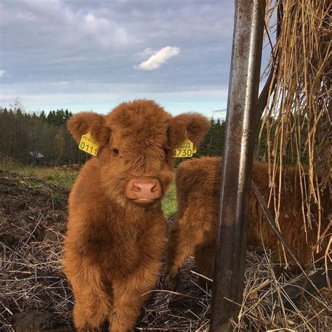Pin By 𝔰𝔬𝔭𝔥𝔦𝔞 On Uwu In 2020 Cute Baby Cow Fluffy Cows Animals