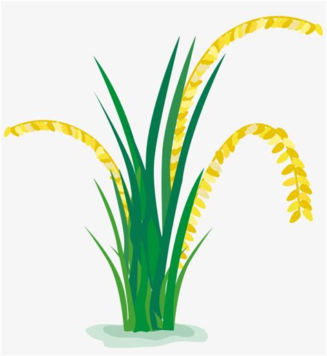 Paddy Field Cartoon In Rice Plant Png Png Image Transparent Png