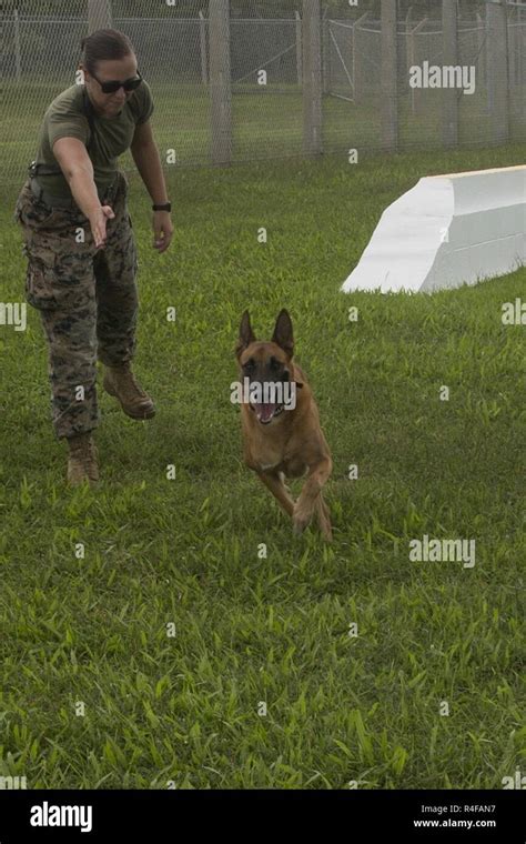 Us Marine Cpl Jenna Cauble Dog Handler With Provost Marshalls