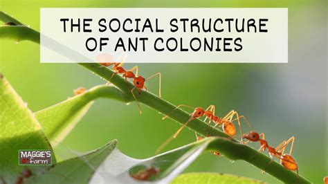 the social structure of ant colonies youtube