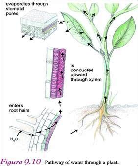 Plants don't apply any force to draw up water, counteracting gravity. capillary action in plants - Google Search | Plants, Botany