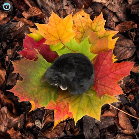 Tiny Cat Felini Curls Up On Maple Leaf Autumn Kitty