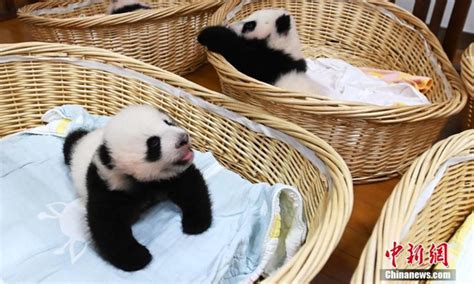 Giant Panda Cubs In Wolong National Nature Reserve In Sichuan Global