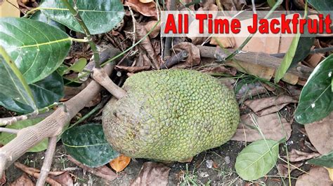All Time Jackfruit Plant Fruiting 2 Year Age Plant Contact